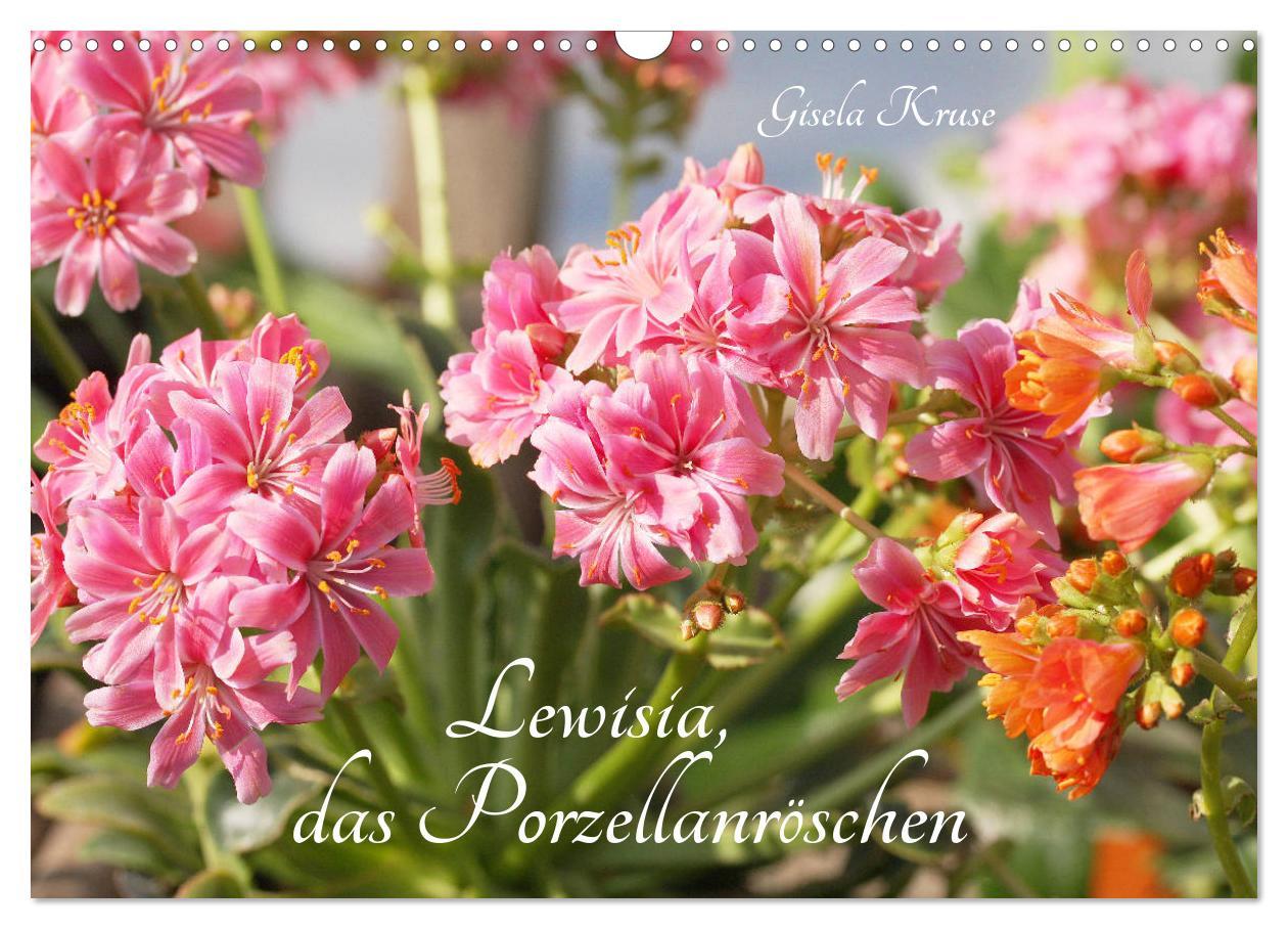 Cover: 9783435132775 | Lewisia, das Porzellanröschen (Wandkalender 2025 DIN A3 quer),...