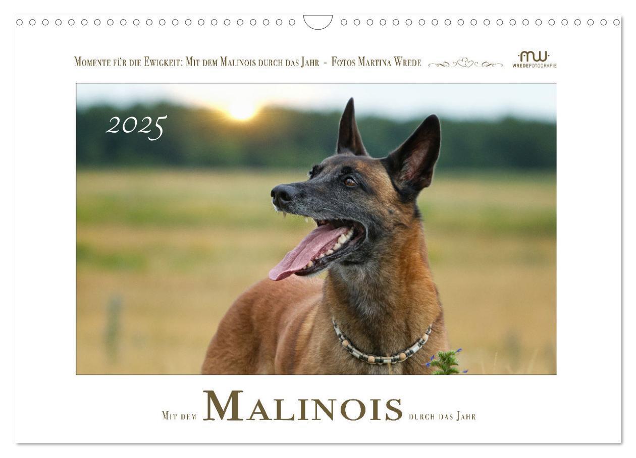 Cover: 9783383798436 | Mit dem Malinois durch das Jahr (Wandkalender 2025 DIN A3 quer),...