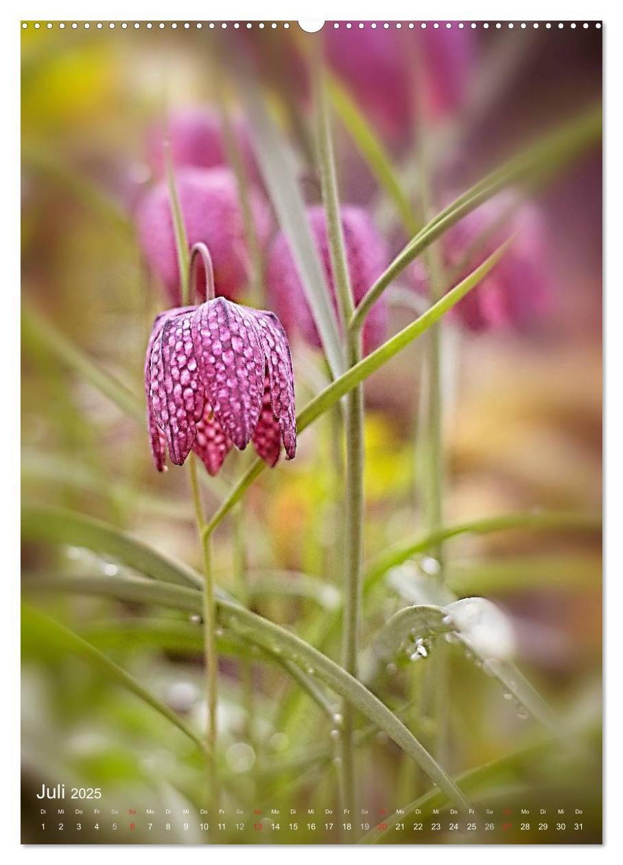 Bild: 9783457017319 | NATUR PUR Kleine Blumen am Wegesrand (Wandkalender 2025 DIN A2...