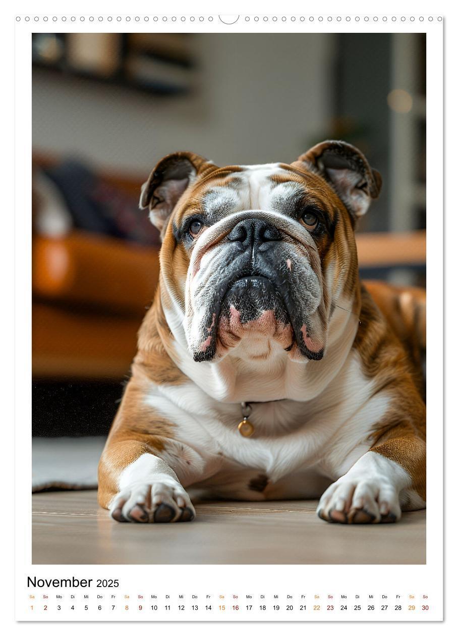 Bild: 9783457175811 | Englische Bulldogge - sanfter Kumpel (hochwertiger Premium...