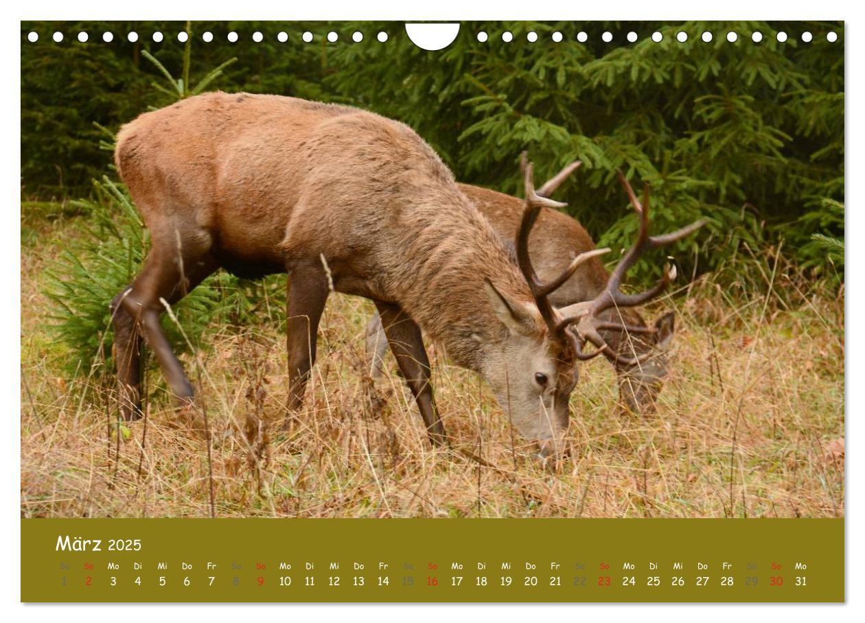 Bild: 9783435635030 | Begegnungen. DER HIRSCH (Wandkalender 2025 DIN A4 quer), CALVENDO...