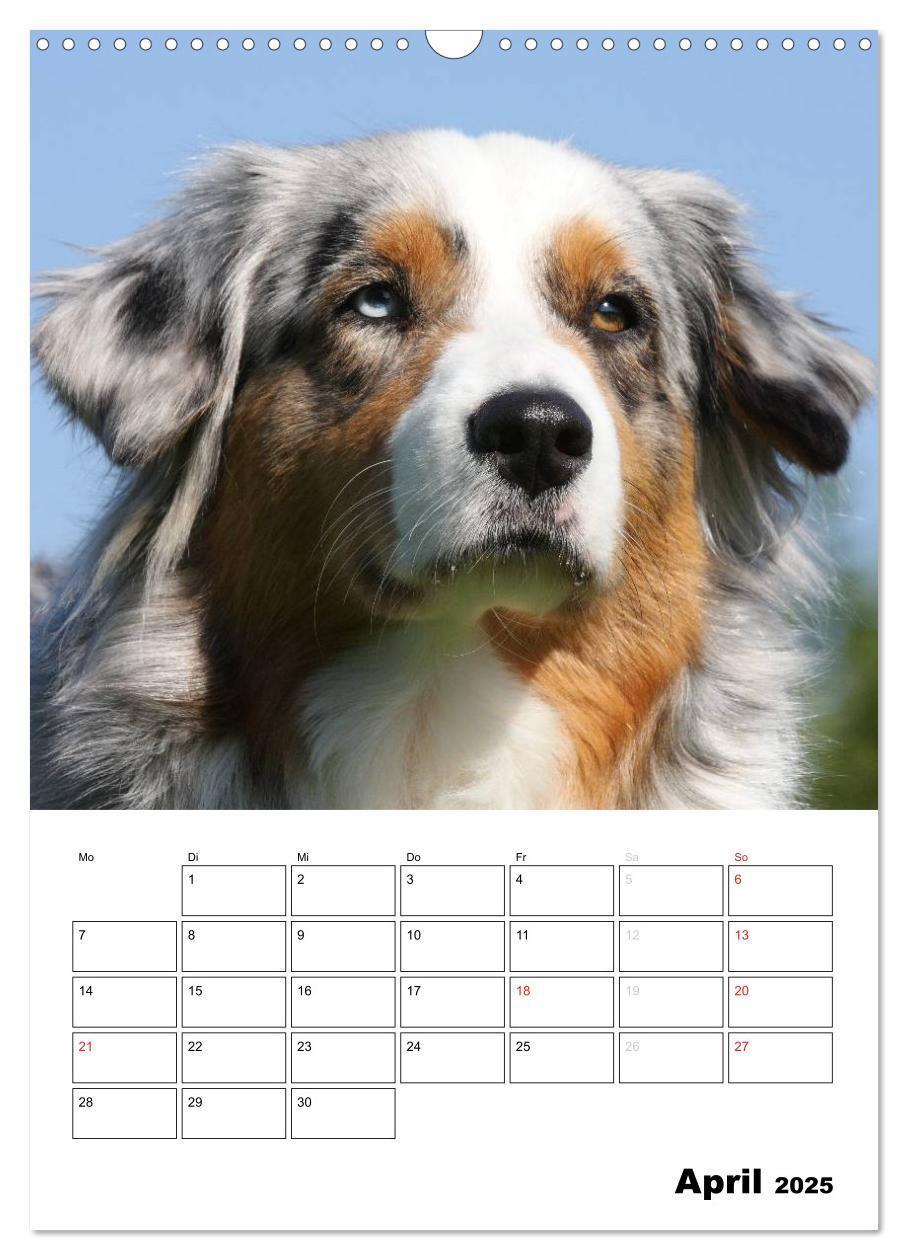 Bild: 9783457080207 | Australian Shepherd (Wandkalender 2025 DIN A3 hoch), CALVENDO...