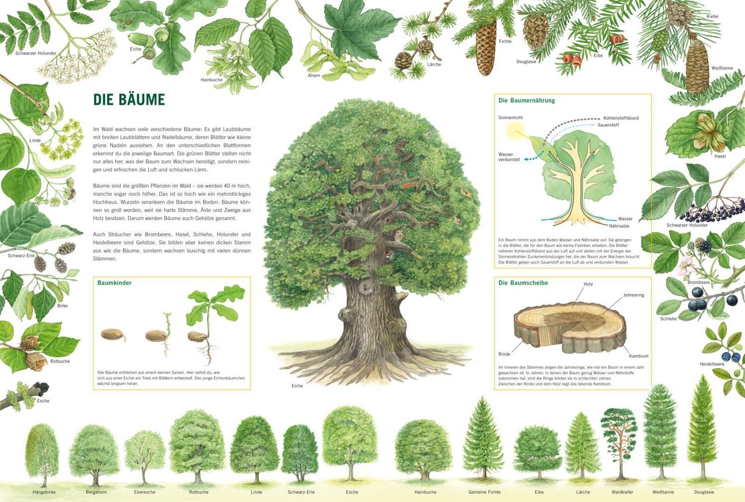 Bild: 9783551254610 | Im Wald | Bärbel Oftring | Buch | 18 S. | Deutsch | 2022 | Carlsen