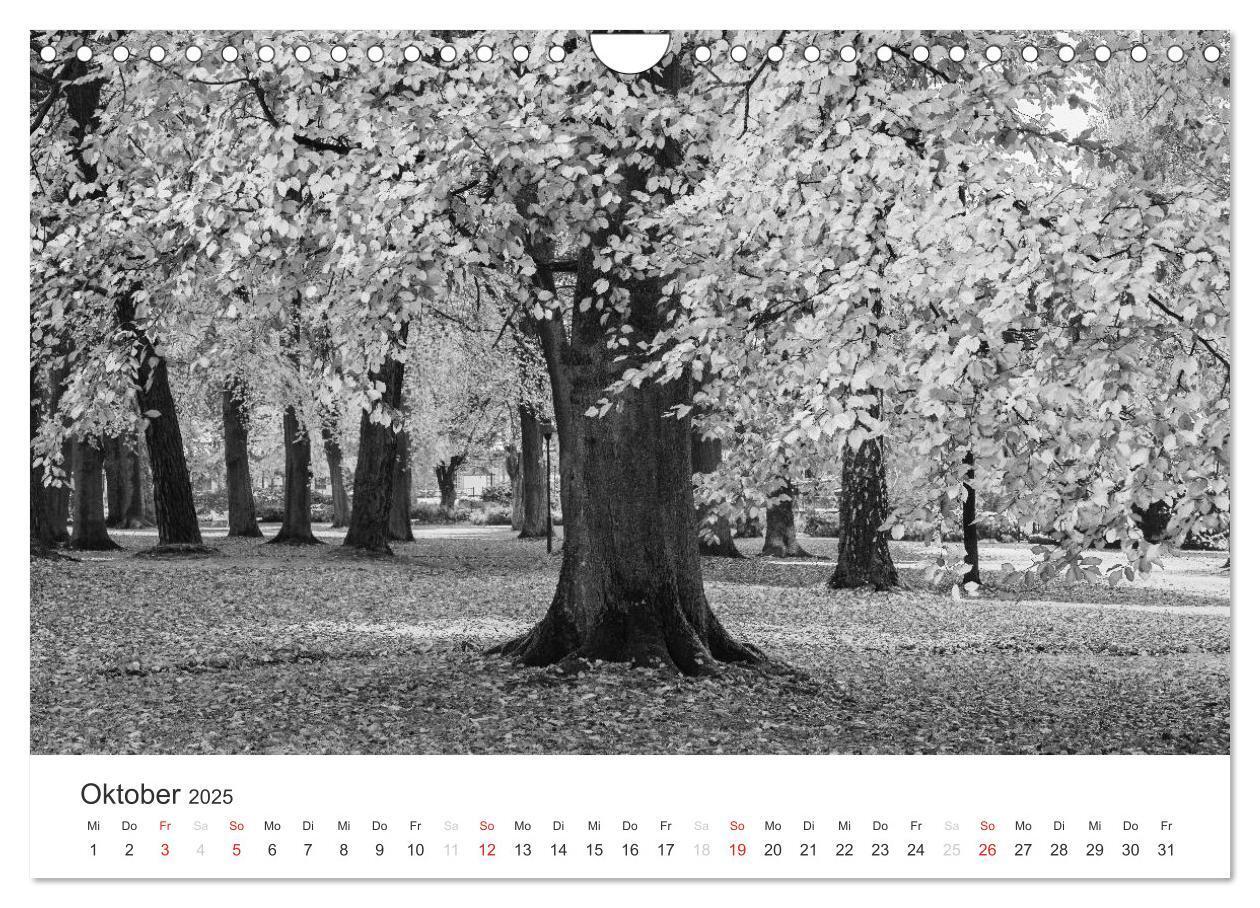 Bild: 9783435660803 | Bäume - Naturschönheiten in schwarz-weiß (Wandkalender 2025 DIN A4...