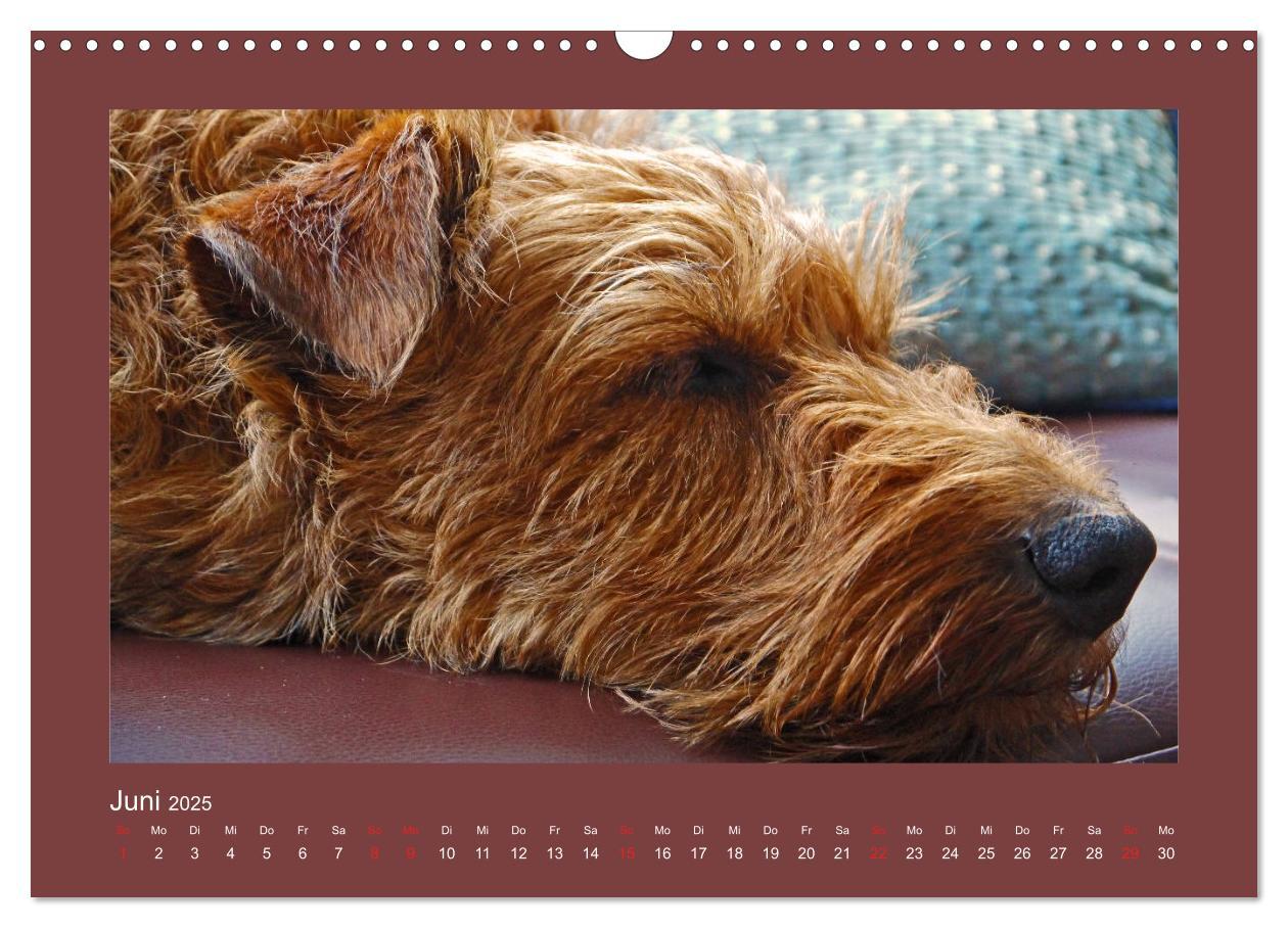 Bild: 9783435286614 | Kelly, der Irish Terrier - innen und außen aus Gold (Wandkalender...