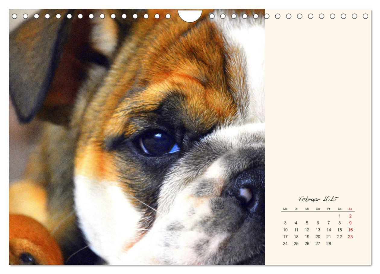 Bild: 9783435067367 | Dicke Freunde. Englische Bulldoggen (Wandkalender 2025 DIN A4...