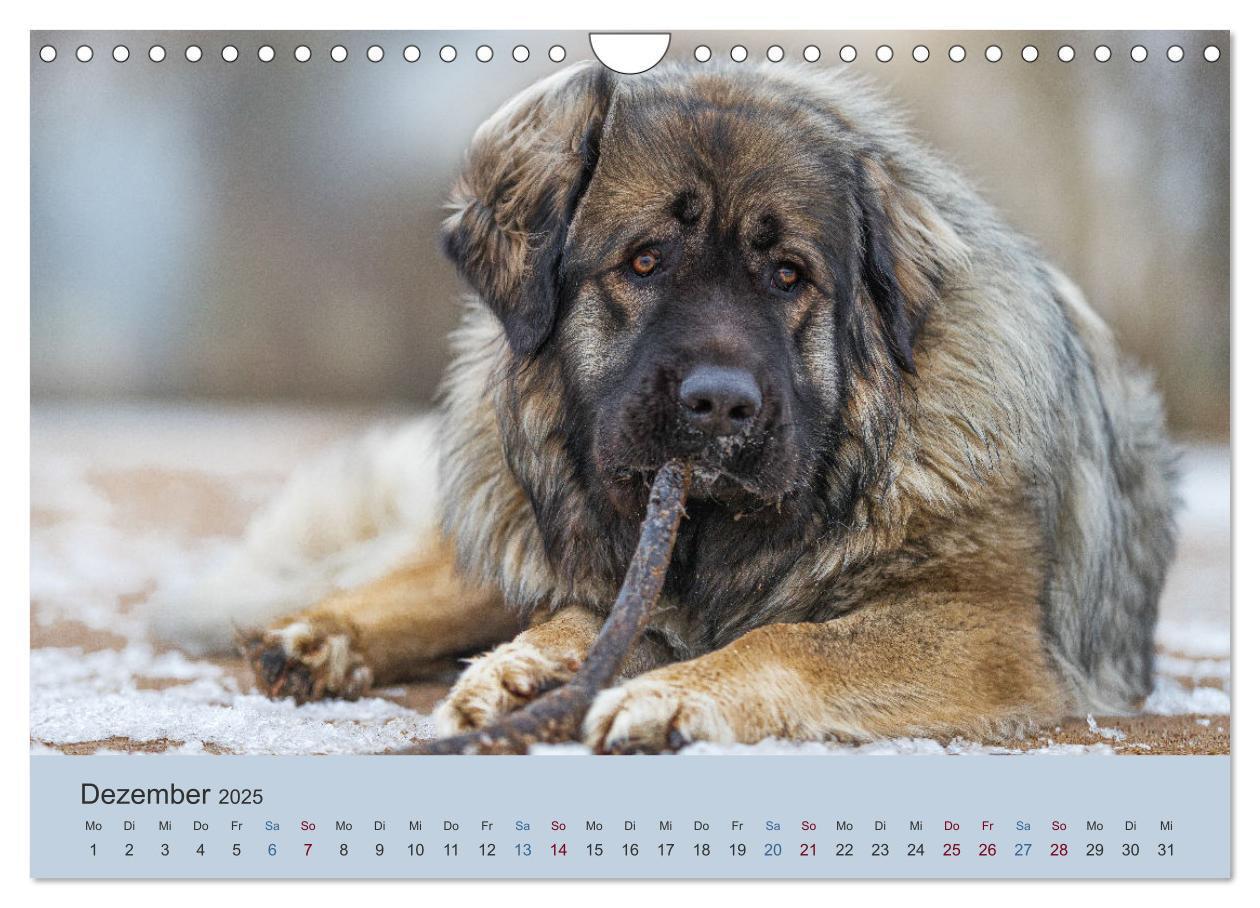 Bild: 9783435046553 | Kaukasischer Owtscharka (Wandkalender 2025 DIN A4 quer), CALVENDO...