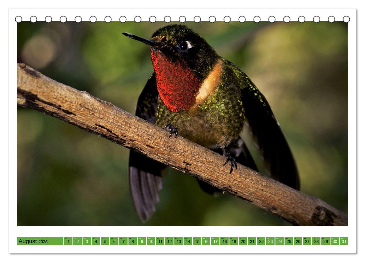 Bild: 9783435428588 | Kolibris; Anmut, Schönheit, Farben (Tischkalender 2025 DIN A5...