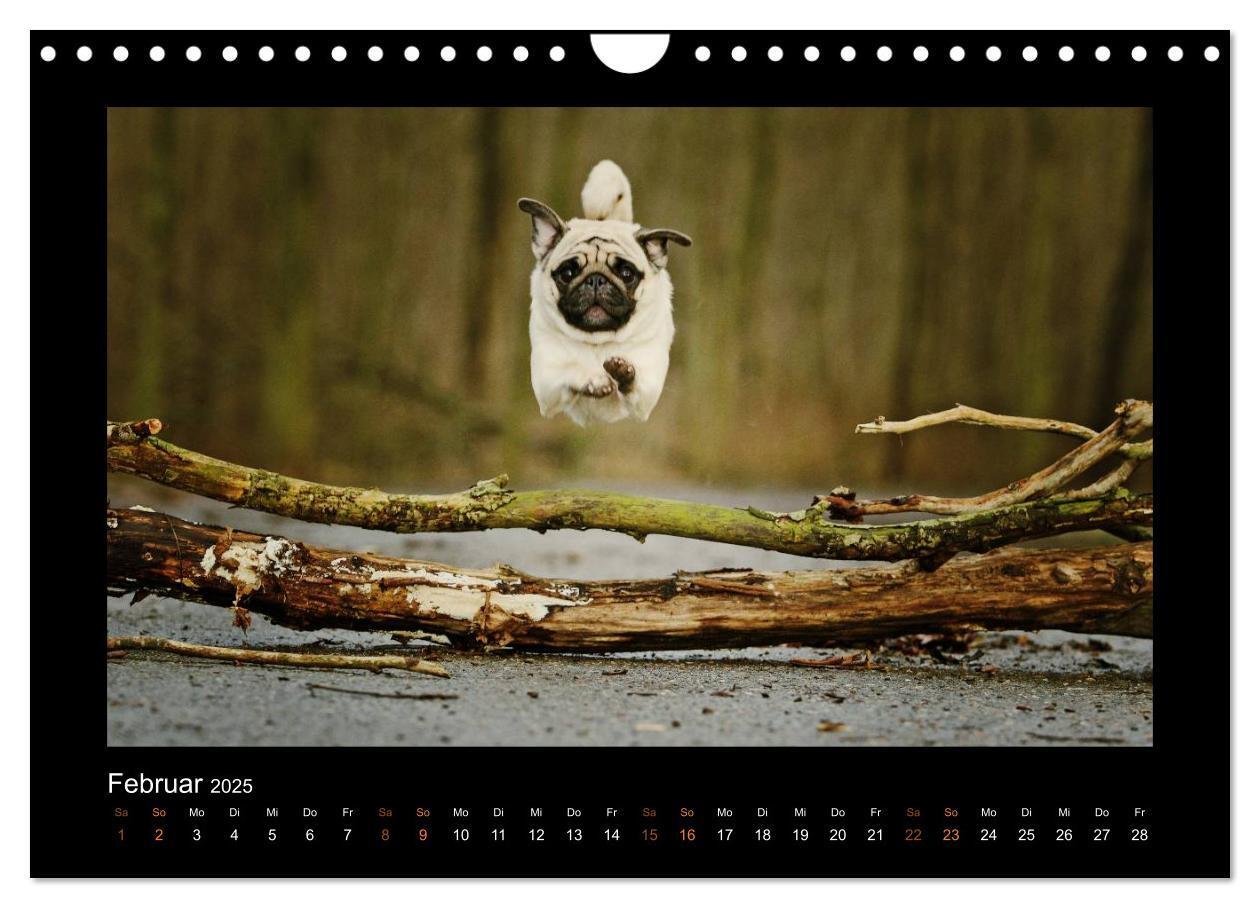 Bild: 9783435645725 | Der Feldfurchen-Mops (Wandkalender 2025 DIN A4 quer), CALVENDO...