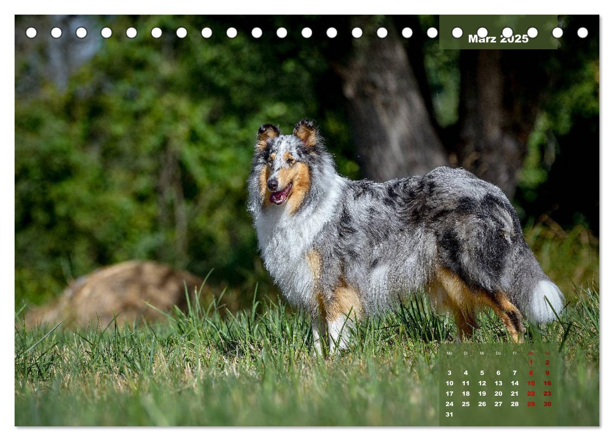 Bild: 9783435110179 | Typisch Collie (Tischkalender 2025 DIN A5 quer), CALVENDO...