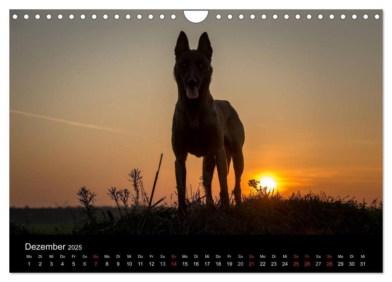 Bild: 9783435639205 | Belgische Schäferhunde - Der Malinois im Licht (Wandkalender 2025...