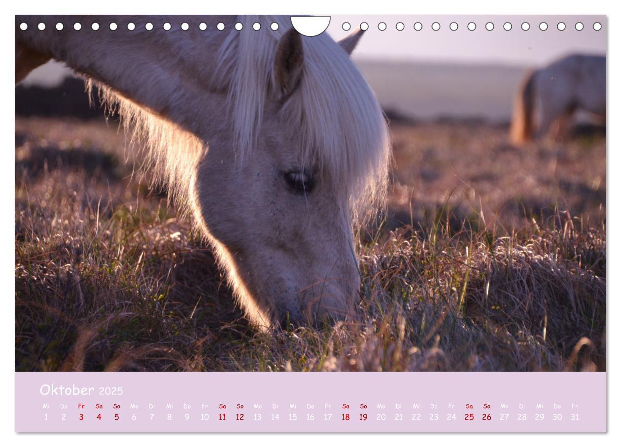 Bild: 9783435072293 | Das Islandpferd (Wandkalender 2025 DIN A4 quer), CALVENDO...