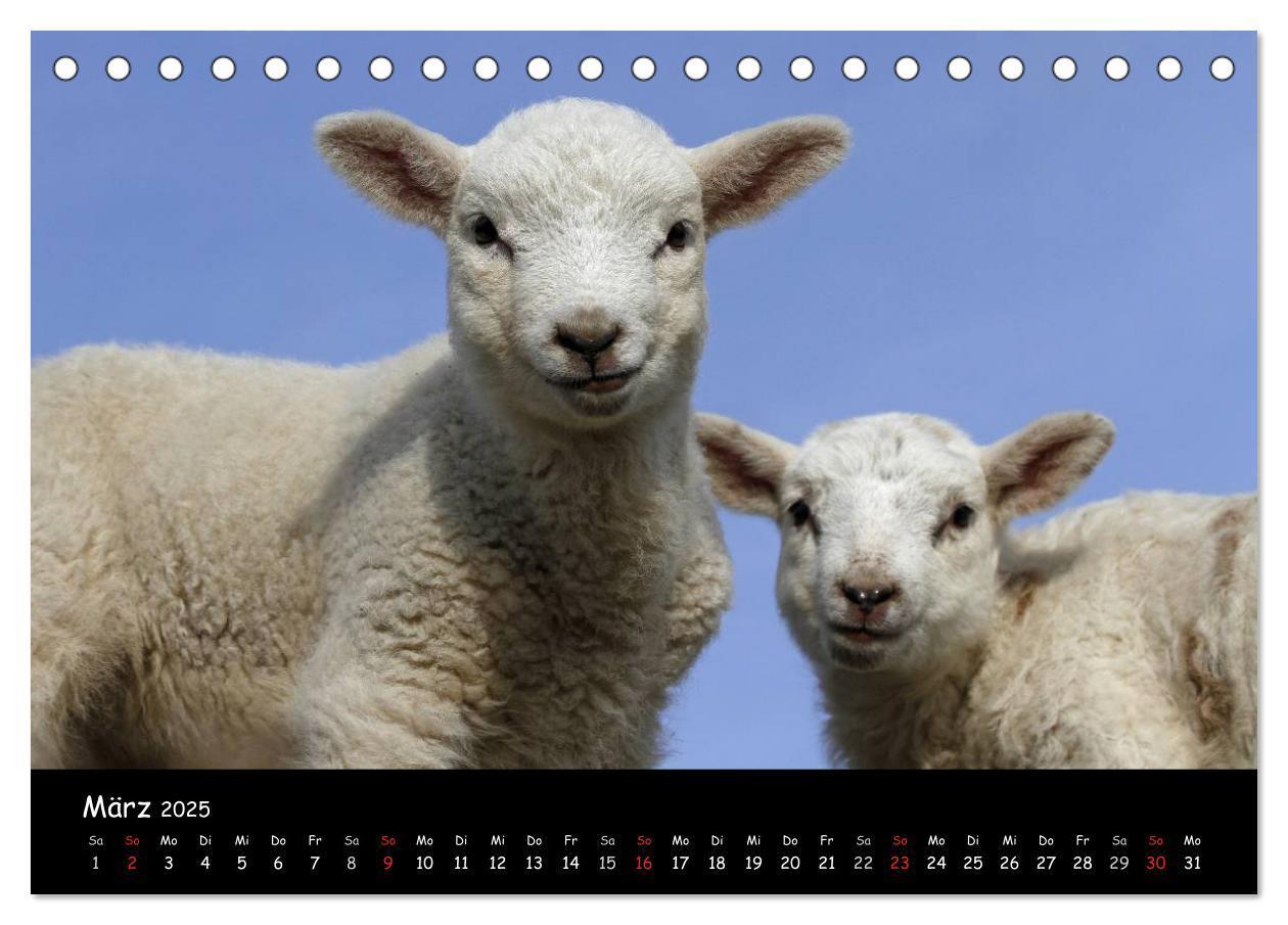 Bild: 9783435821853 | Sylt (Tischkalender 2025 DIN A5 quer), CALVENDO Monatskalender | 2025