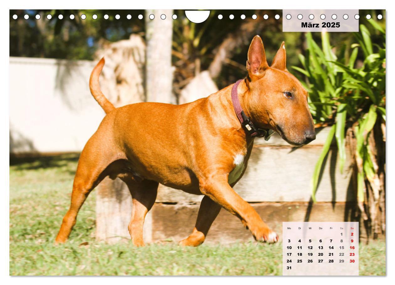 Bild: 9783383947438 | Bullterrier. Freudiges Wesen und Charakter (Wandkalender 2025 DIN...