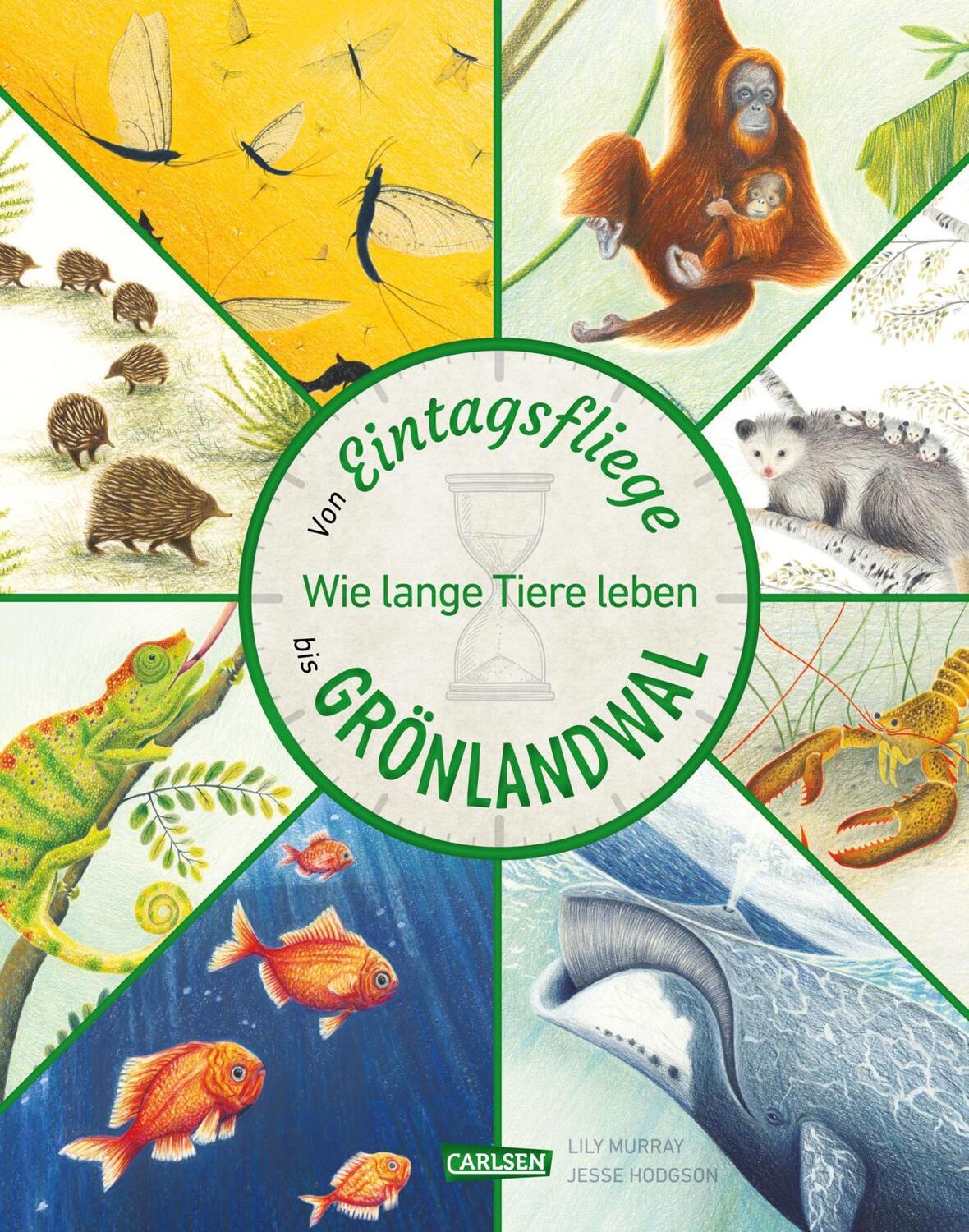 Cover: 9783551255051 | Von Eintagsfliege bis Grönlandwal | Lily Murray | Buch | 64 S. | 2024