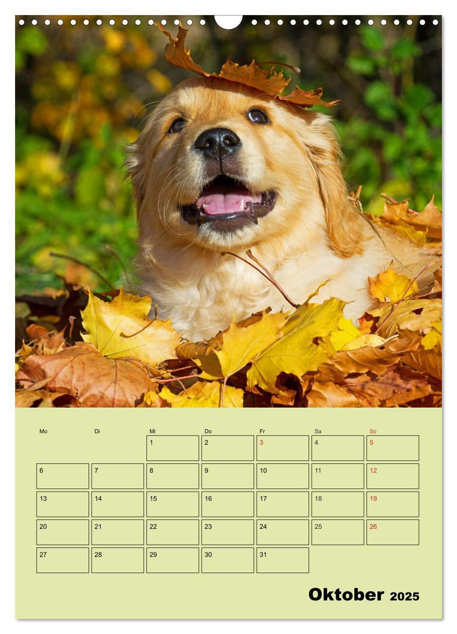 Bild: 9783435960002 | Jahresplaner Golden Retriever (Wandkalender 2025 DIN A3 hoch),...