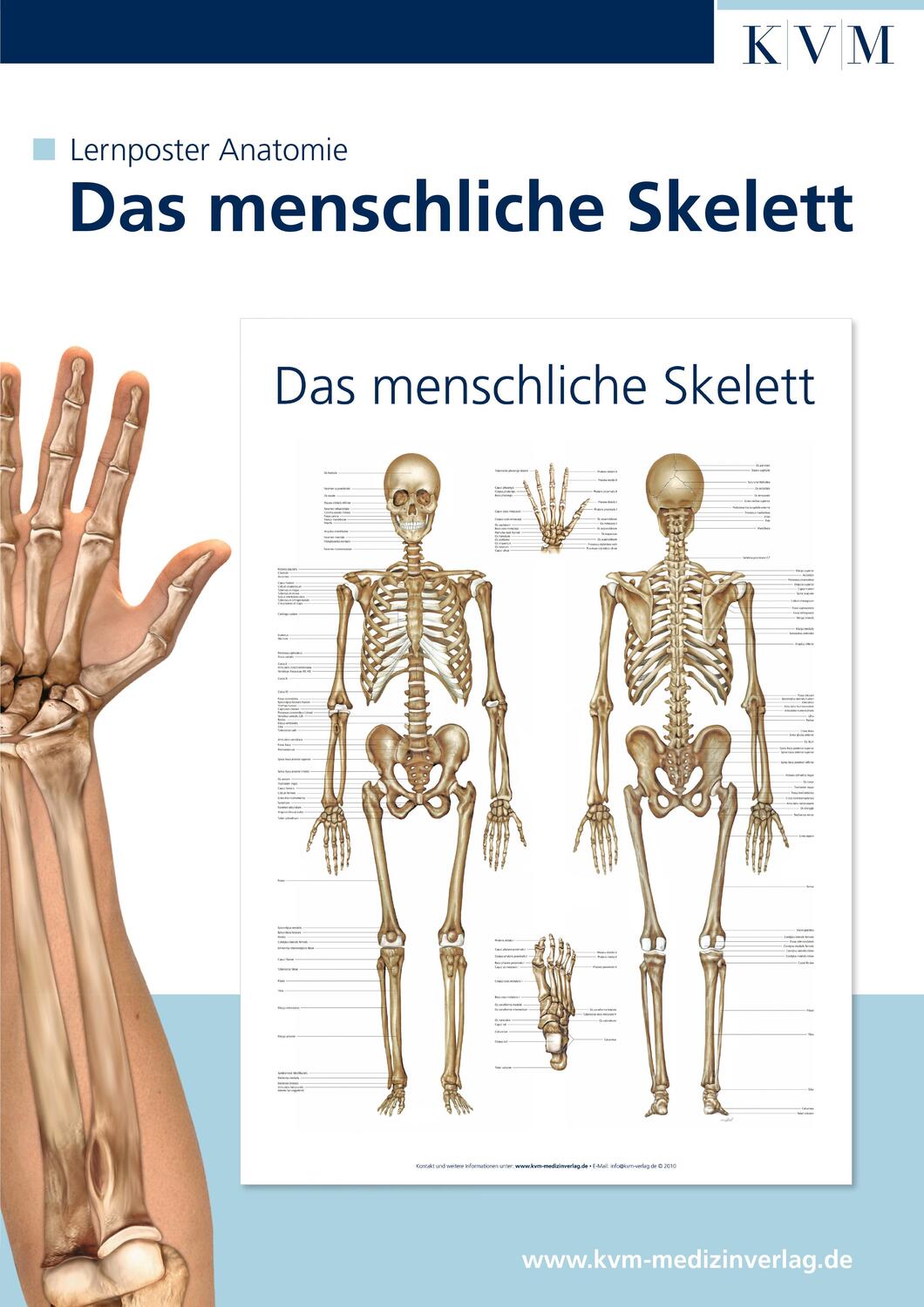 Cover: 9783940698124 | Anatomie Lernposter. Das menschliche Skelett | Poster | Deutsch | 2010