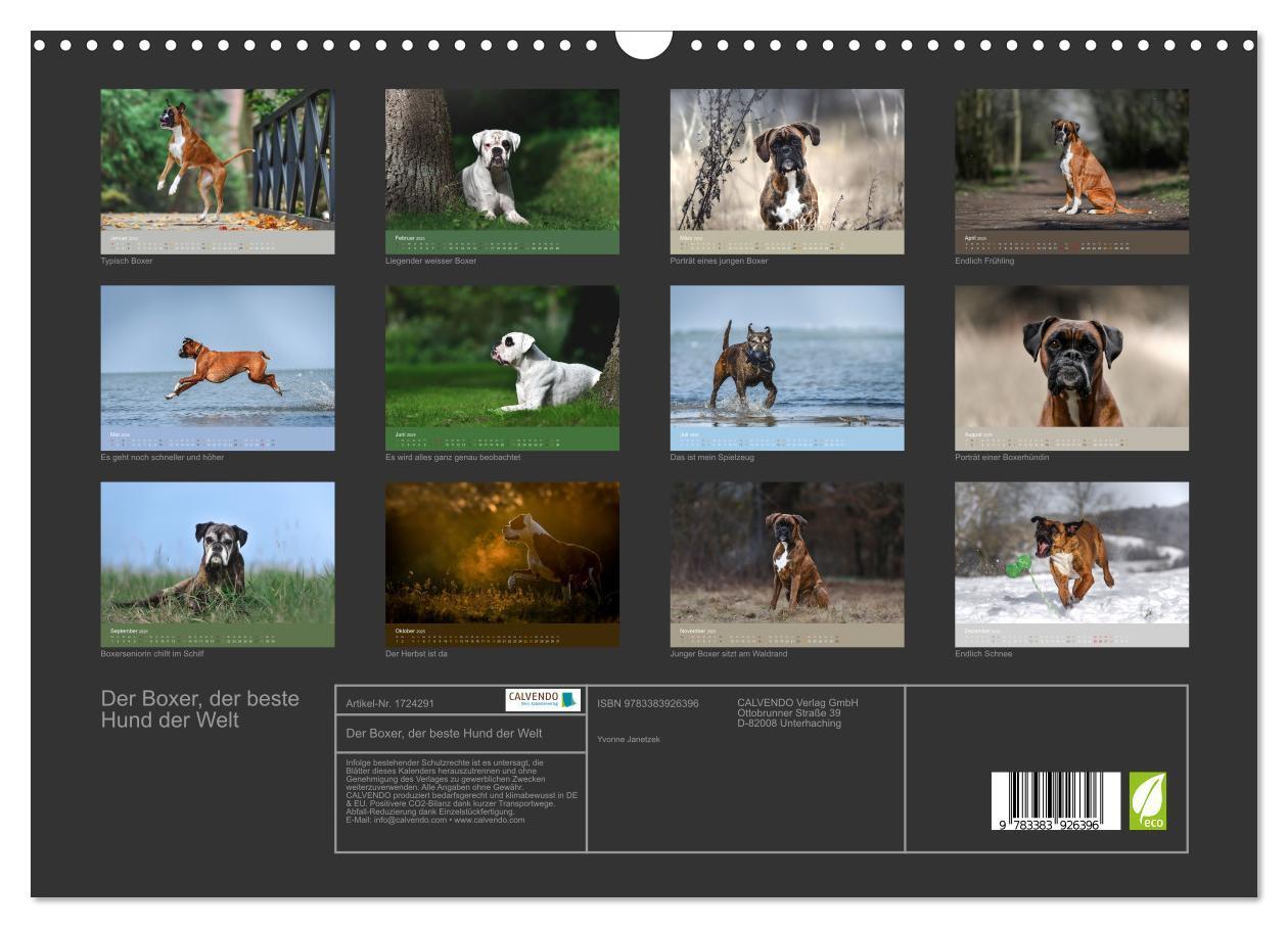 Bild: 9783383926396 | Der Boxer, der beste Hund der Welt (Wandkalender 2025 DIN A3 quer),...