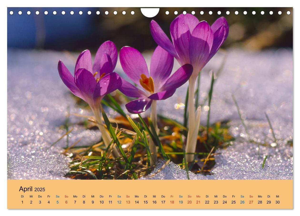 Bild: 9783435775132 | Wildblumen 2025 (Wandkalender 2025 DIN A4 quer), CALVENDO...