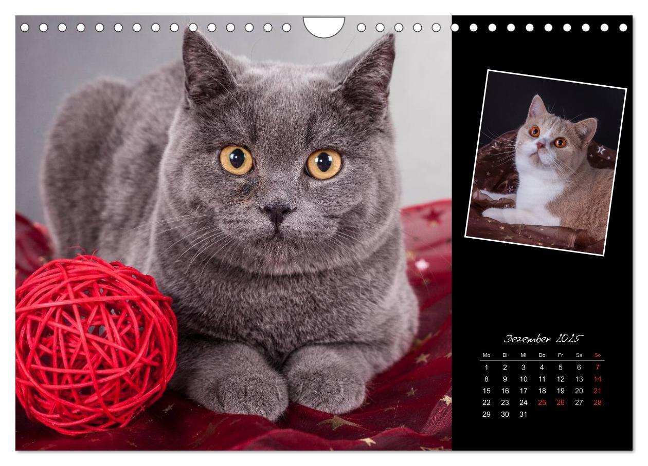 Bild: 9783435773404 | Britisch Kurzhaar Katzen (Wandkalender 2025 DIN A4 quer), CALVENDO...