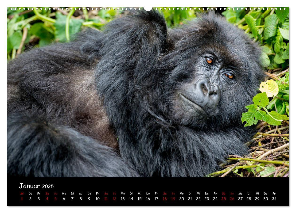 Bild: 9783435119080 | Berggorillas: die bedrohten Riesen (Wandkalender 2025 DIN A2 quer),...