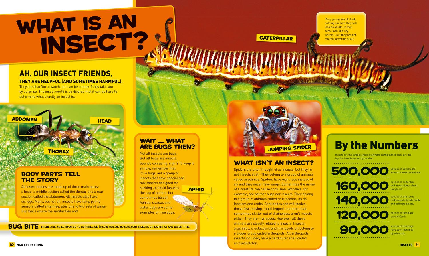 Bild: 9780008267780 | Everything: Insects | National Geographic Kids | Taschenbuch | 2018