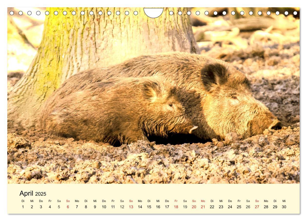 Bild: 9783435176588 | Scheue Wildtiere in heimischen Wäldern und Bergen (Wandkalender...