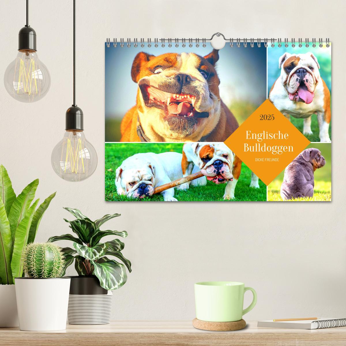 Bild: 9783435067367 | Dicke Freunde. Englische Bulldoggen (Wandkalender 2025 DIN A4...