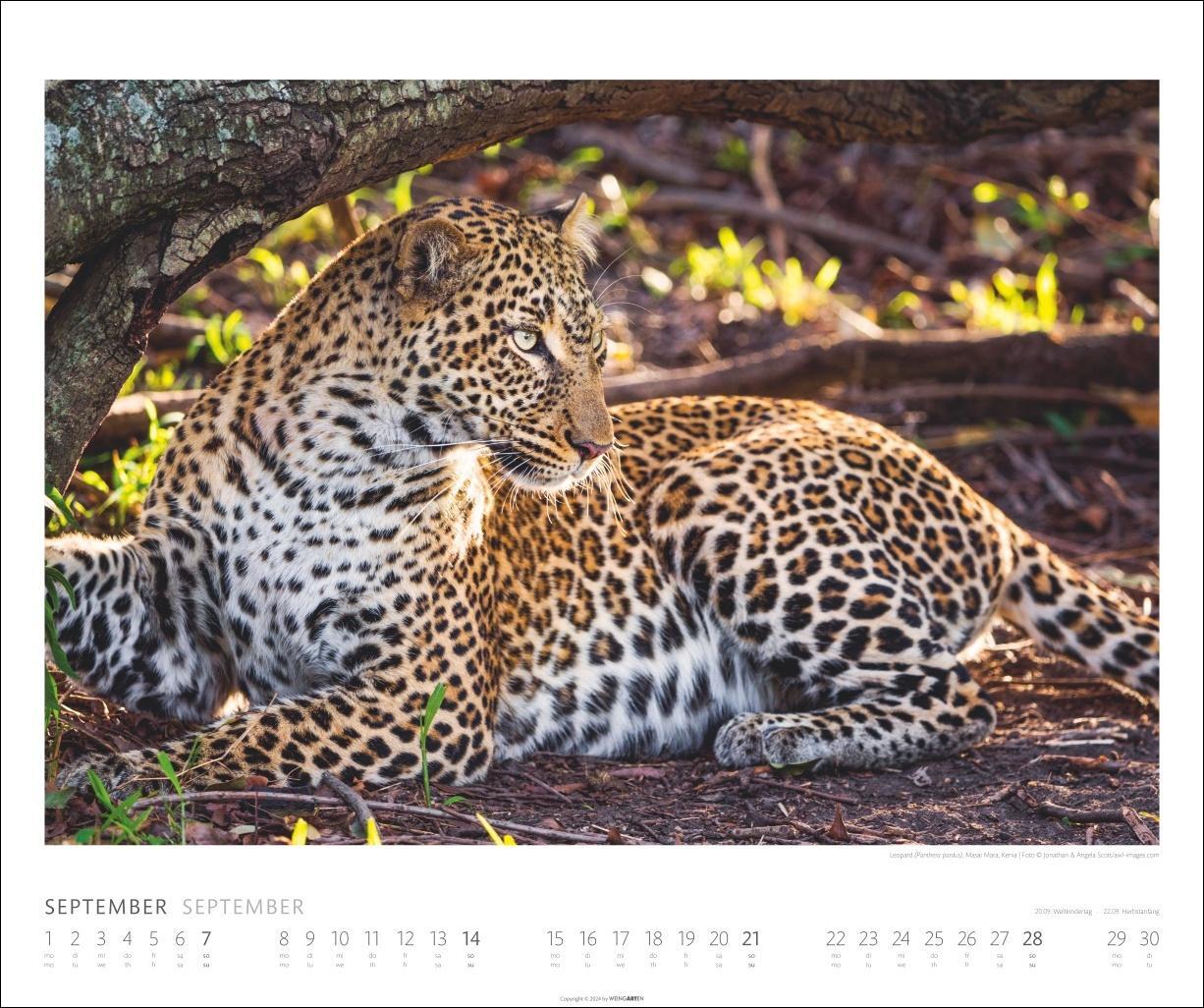 Bild: 9783839901014 | African Wildlife Kalender 2025 | Kalender | Spiralbindung | 14 S.