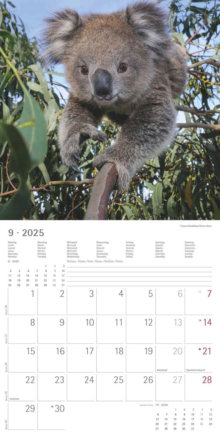 Bild: 4251732340759 | Koalas 2025 - Broschürenkalender 30x30 cm (30x60 geöffnet) -...