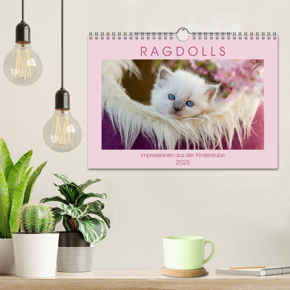 Bild: 9783435457250 | RAGDOLLS Impressionen aus der Kinderstube (Wandkalender 2025 DIN A4...