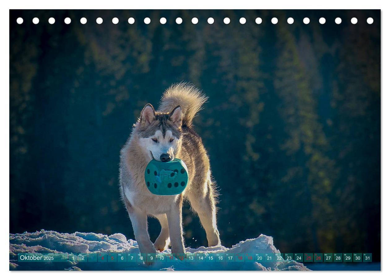 Bild: 9783435213283 | Alaskan Malamute in seinem Element (Tischkalender 2025 DIN A5...