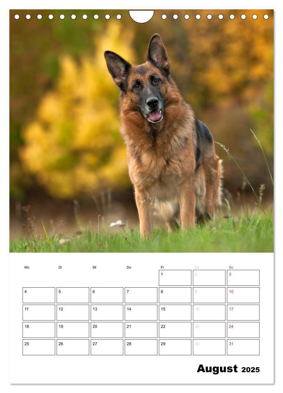 Bild: 9783457026731 | Deutsche Schäferhunde - Seelentröster auf vier Pfoten (Wandkalender...