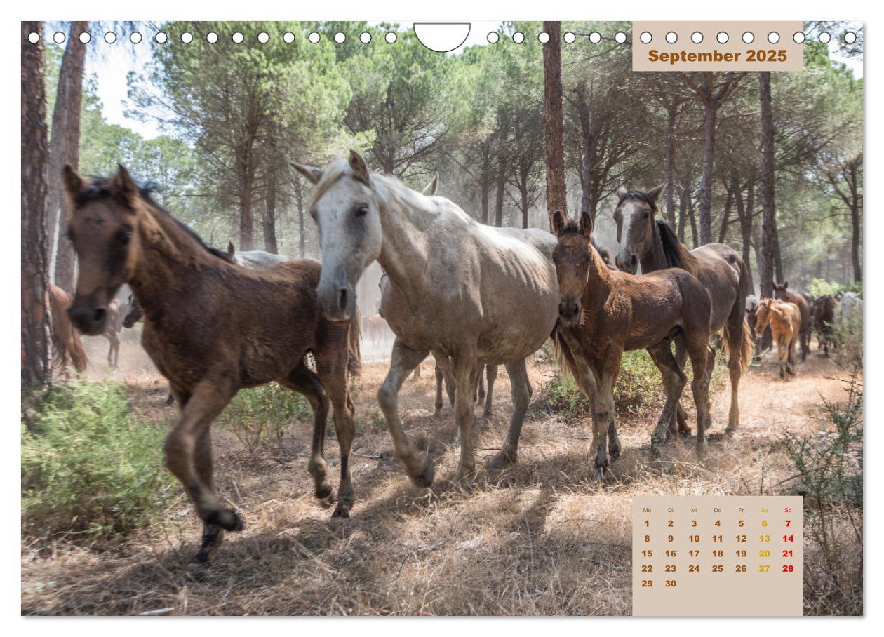 Bild: 9783435105823 | Pferde - Andalusiens wilder Westen (Wandkalender 2025 DIN A4 quer),...