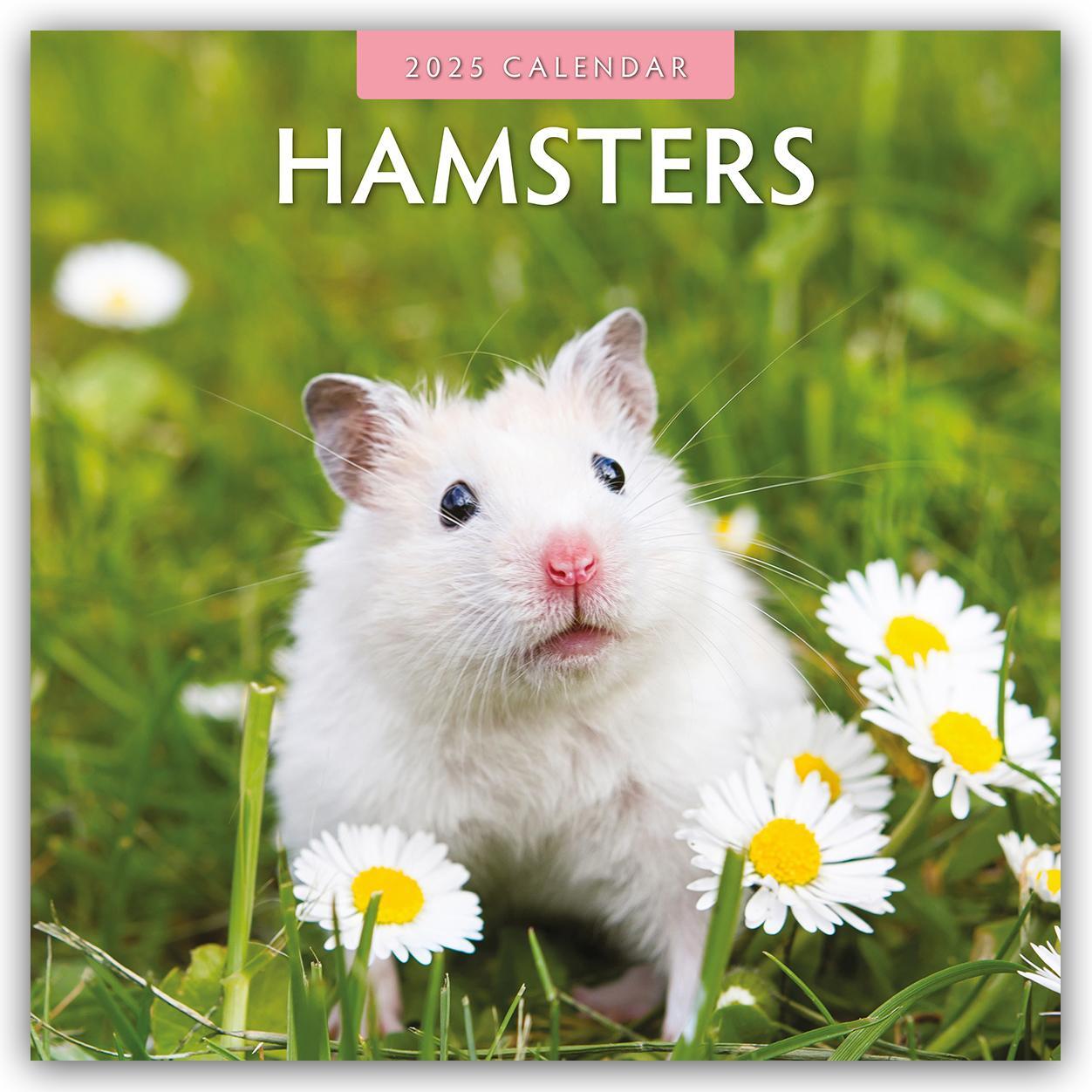 Cover: 9781804423936 | Hamsters - Hamster 2025 - 16-Monatskalender | Robin Red | Kalender