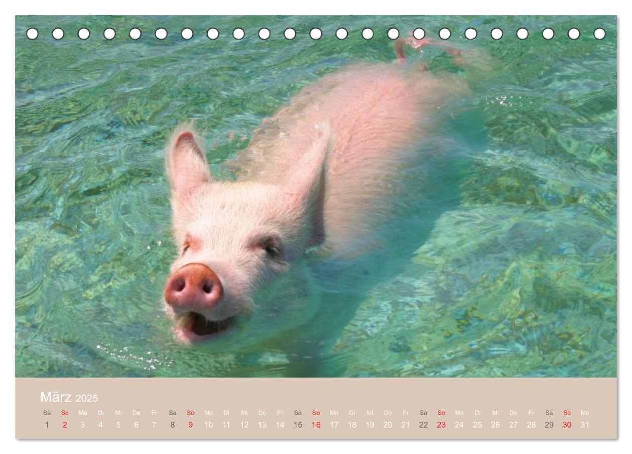 Bild: 9783435738816 | Schwimmende Schweine auf den Bahamas! (Tischkalender 2025 DIN A5...