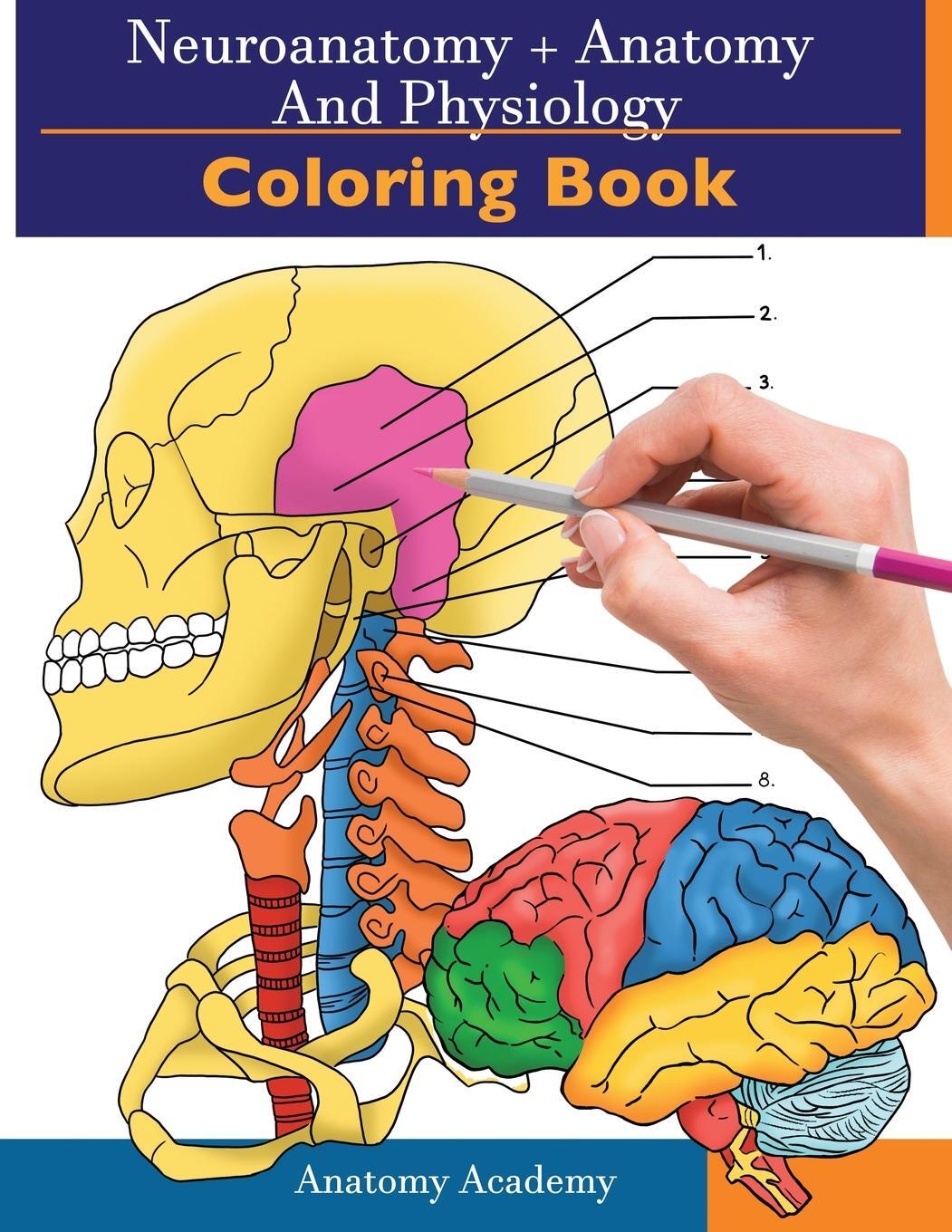 Cover: 9781914207051 | Neuroanatomy + Anatomy and Physiology Coloring Book | Clement Harrison