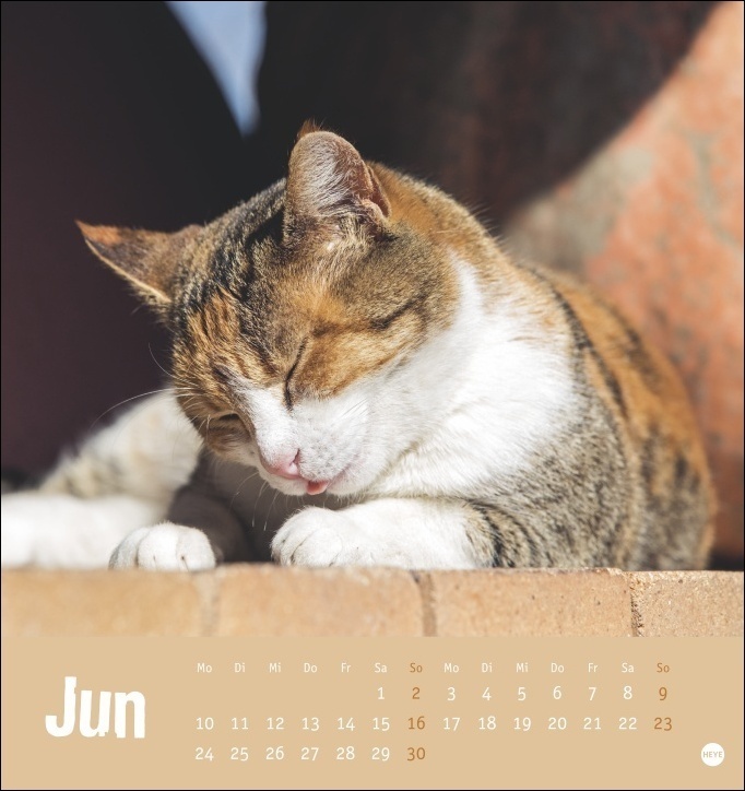 Bild: 9783756402410 | Tierisch entspannte Katzen Postkartenkalender 2024. Witzige Fotos...