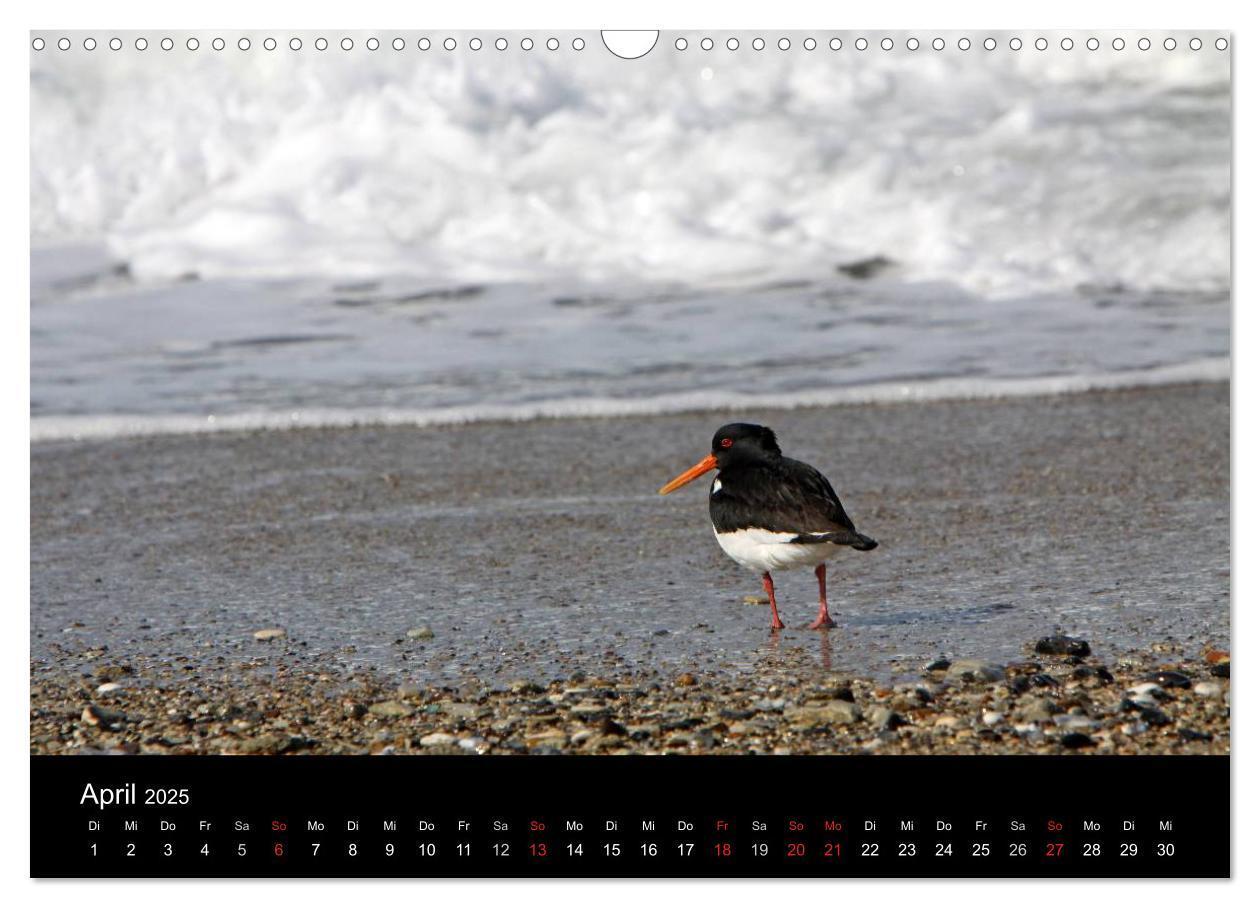 Bild: 9783435768684 | Helgoland (Wandkalender 2025 DIN A3 quer), CALVENDO Monatskalender