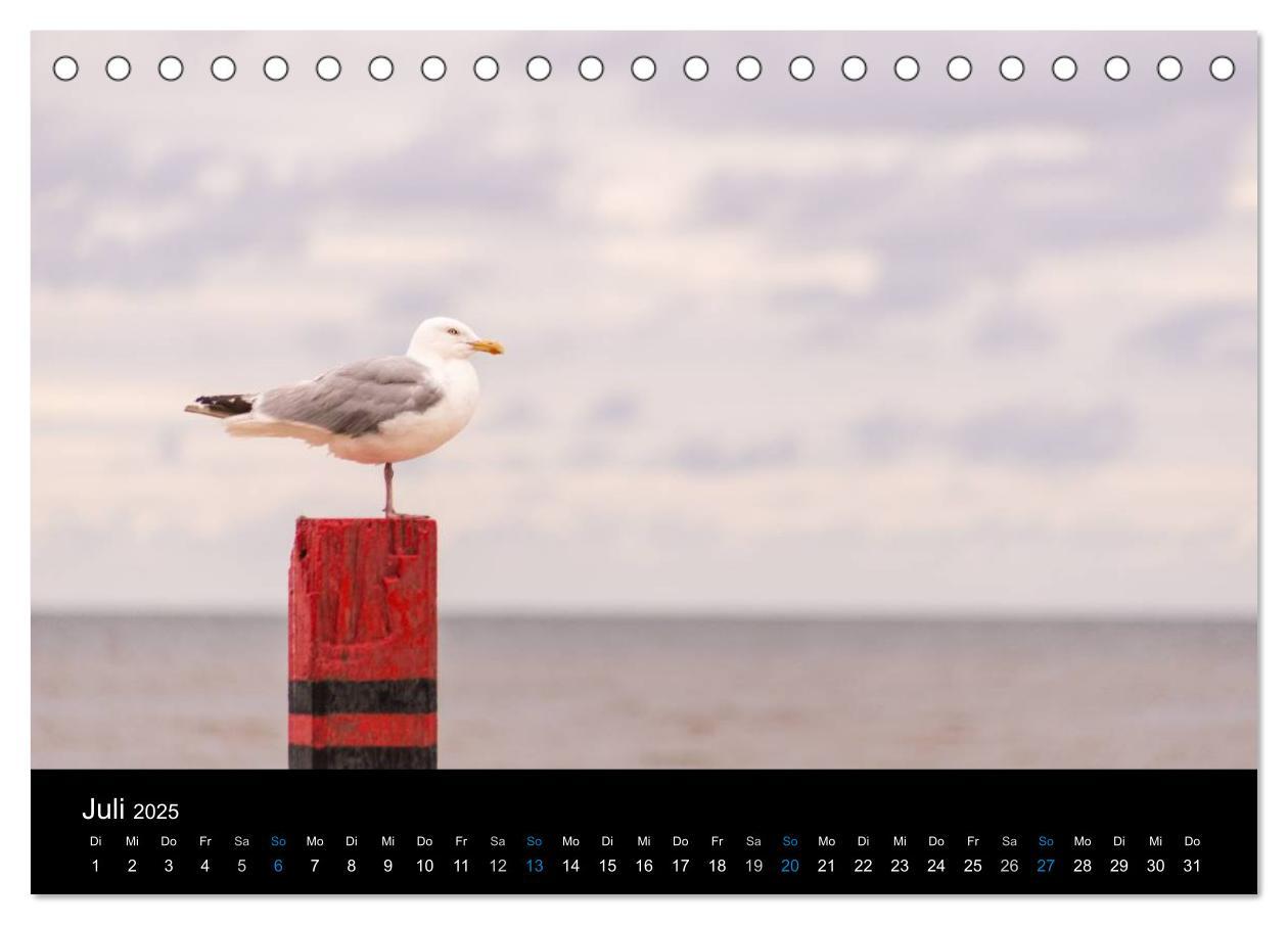 Bild: 9783435474202 | Grüße aus Texel (Tischkalender 2025 DIN A5 quer), CALVENDO...