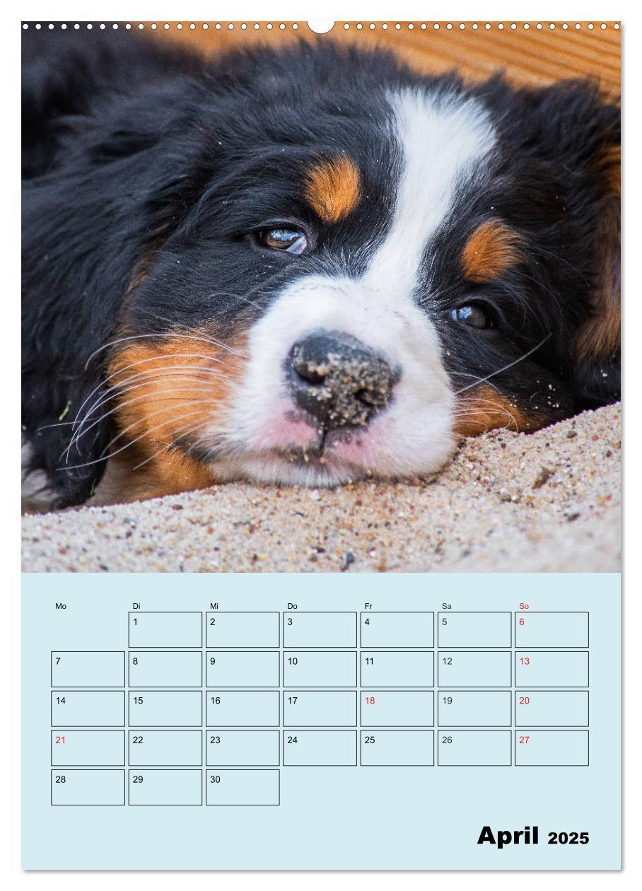 Bild: 9783435958672 | Familienplaner Berner Sennenhund Welpen (Wandkalender 2025 DIN A2...