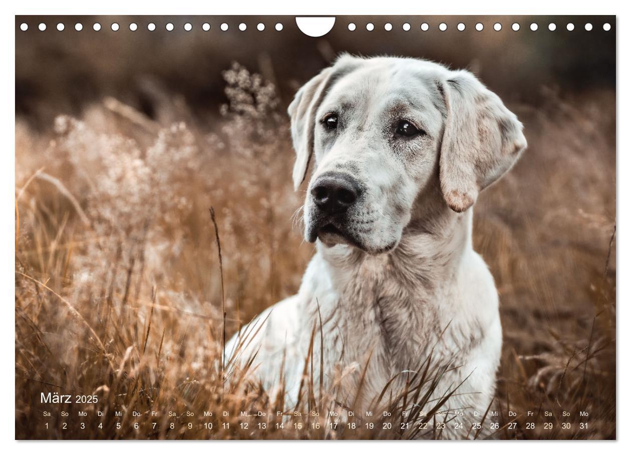 Bild: 9783435018796 | Verzauberung Labrador Retriever 2025 (Wandkalender 2025 DIN A4...