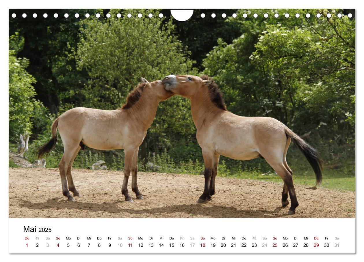 Bild: 9783435342495 | Faszination Przewalski-Pferde (Wandkalender 2025 DIN A4 quer),...