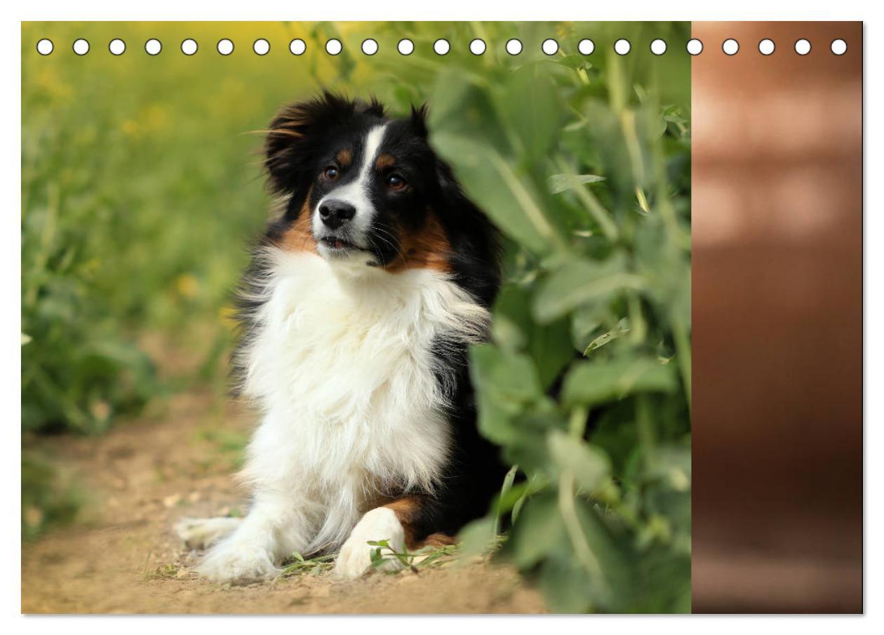 Bild: 9783435185153 | Australian Shepherd Tri Color (Tischkalender 2025 DIN A5 quer),...