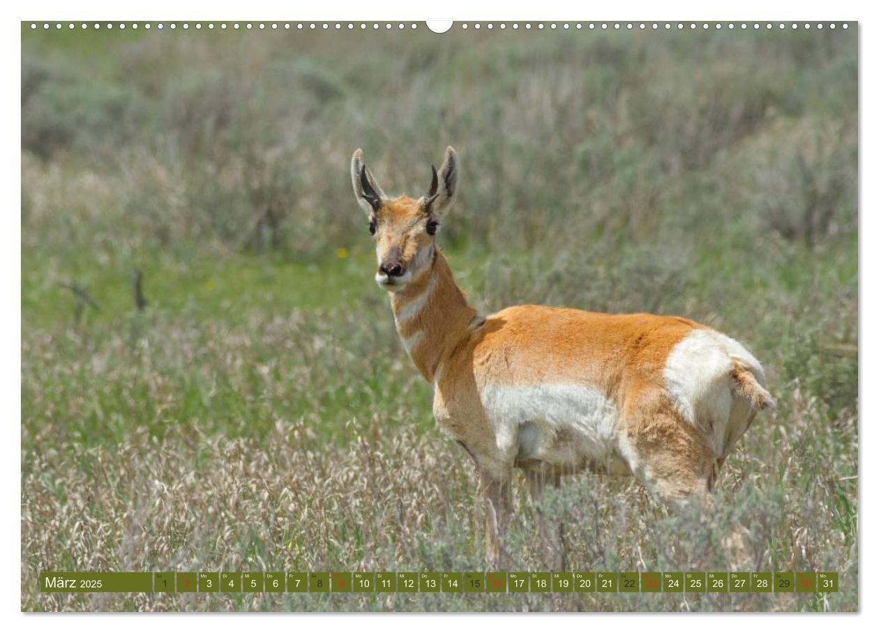 Bild: 9783435630899 | Bär, Wolf und Co - Tiere Nordamerikas (Wandkalender 2025 DIN A2...