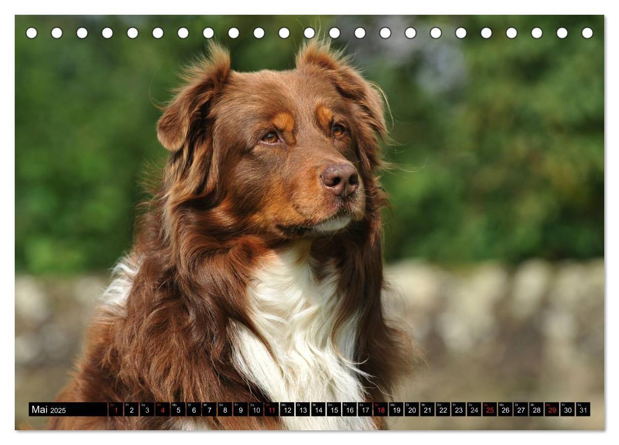 Bild: 9783435570287 | Bekannt wie ein bunter Hund. Australian Shepherd (Tischkalender...