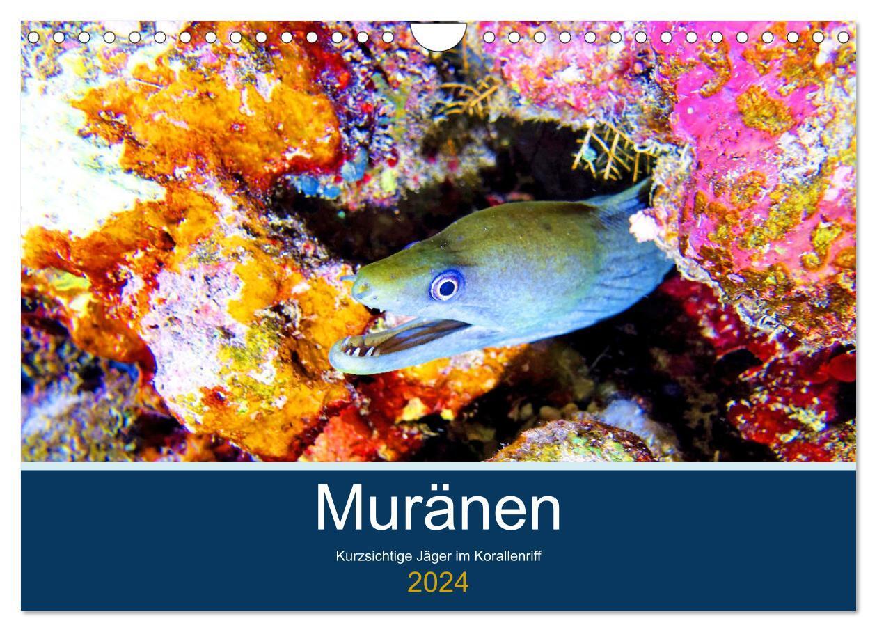 Cover: 9783675987036 | Muränen - Kurzsichtige Jäger im Korallenriff (Wandkalender 2024 DIN...