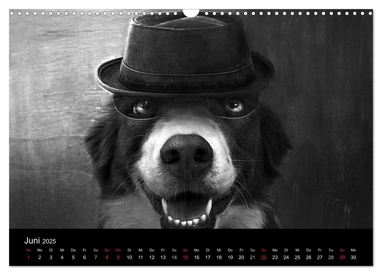 Bild: 9783435781096 | Hütehunde (Wandkalender 2025 DIN A3 quer), CALVENDO Monatskalender