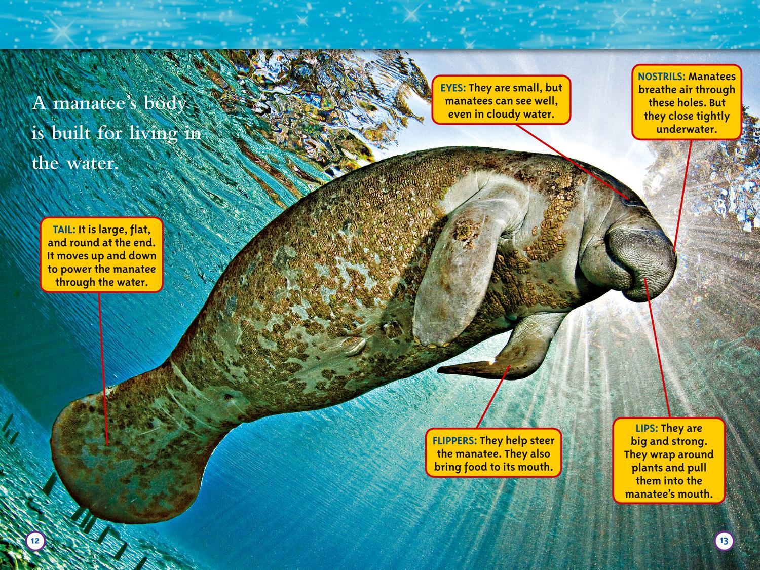 Bild: 9780008266691 | Manatees | Level 3 | Laura Marsh (u. a.) | Taschenbuch | Englisch