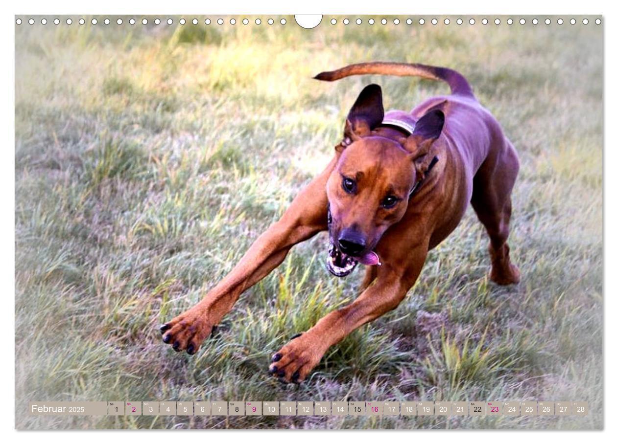 Bild: 9783435264797 | Rhodesian Ridgeback Augen-Blicke (Wandkalender 2025 DIN A3 quer),...